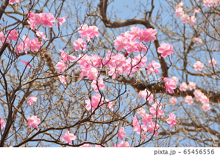 アカヤシオ（篭山･鳥居峠／群馬県前橋市） 65456556