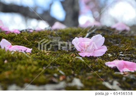 アカヤシオの花びら・苔(篭山・鳥居峠/群馬県前橋市) アカヤシオの花びら・苔(篭山・鳥居峠/群馬県前橋市) 65456558