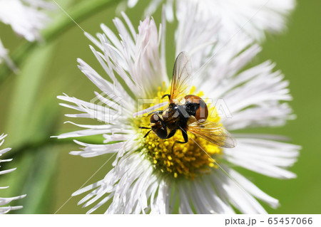 マルボシヒラタヤドリバエ マルボシヒラタヤドリバエ 65457066