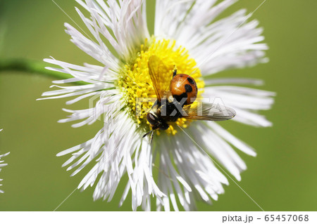 マルボシヒラタヤドリバエ 65457068