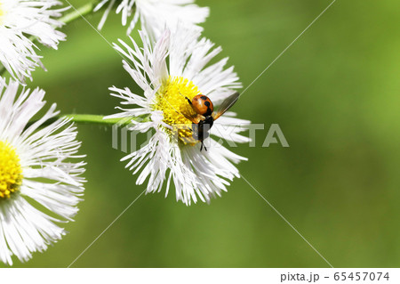 マルボシヒラタヤドリバエ マルボシヒラタヤドリバエ 65457074