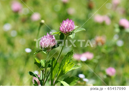 5月 稲城147ムラサキツメクサ・マメ科・アカツメクサ 5月 稲城147ムラサキツメクサ・マメ科・アカツメクサ 65457090