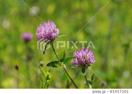 5月 稲城138ムラサキツメクサ・マメ科・アカツメクサ 5月 稲城138ムラサキツメクサ・マメ科・アカツメクサ 65457101