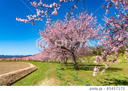 坂戸市安行寒桜 65457173