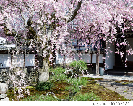 春の大津　坂本　恵光院の枝垂れ桜 65457524