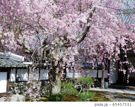 春の大津　坂本　恵光院の枝垂れ桜 65457531