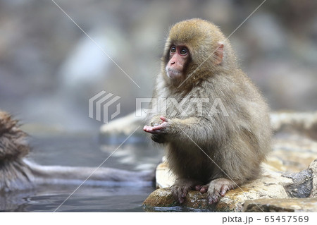地獄谷野猿公苑のスノーモンキー 65457569