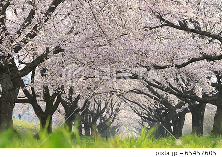 雫石川園地桜並木2020 65457605