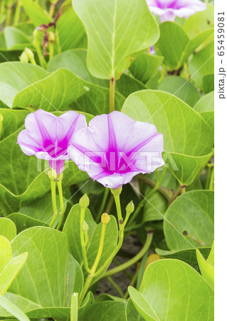 Ipomoea pes-caprae Sweet or Beach Morning Glory Ipomoea pes-caprae Sweet or Beach Morning Glory 65459081