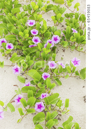 Ipomoea pes-caprae Sweet or Beach Morning Glory Ipomoea pes-caprae Sweet or Beach Morning Glory 65459083