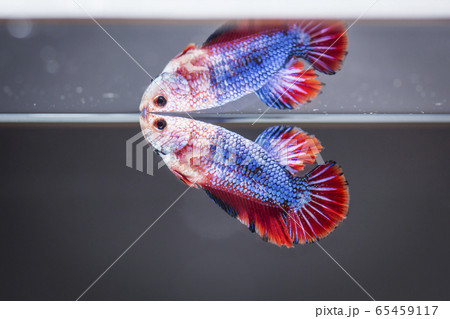 Fighting fish (Betta splendens) Fish with a Fighting fish (Betta splendens) Fish with a 65459117