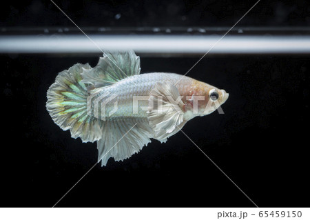 Fighting fish (Betta splendens) Fish with a Fighting fish (Betta splendens) Fish with a 65459150