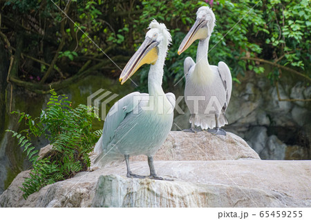 ジャングルに潜むワニ（マレーガビアル） 65459255