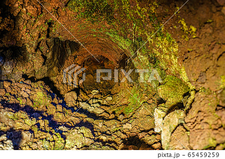 溶岩樹型洞窟探索 65459259