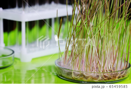 Photo from a biochemical laboratory. 65459585