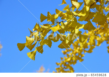 青空･イチョウの葉（秩父ミューズパーク／埼玉県秩父市） 65459628