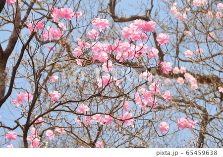 アカヤシオ（篭山･鳥居峠／群馬県前橋市） 65459638