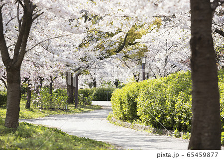 春の大阪城公園 65459877