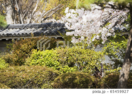 春の大阪城公園 65459927