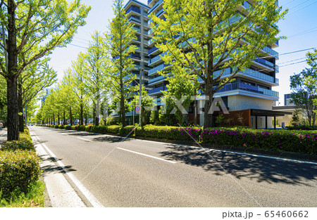 我が街シリーズ、新緑の銀杏並木・愛宕上杉通り 65460662