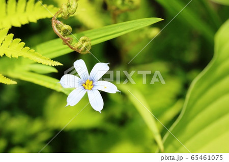 花弁の色が青い ニワゼキショウ 庭石菖 の写真素材