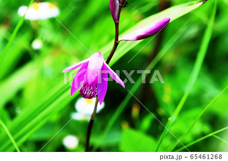 シラン（紫蘭）咲き始め 65461268