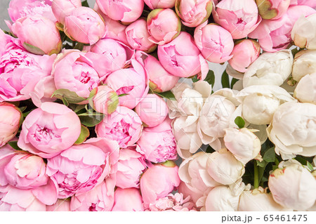 Floral carpet or Wallpaper. Background of pink and white peonies. Morning light in the room. Beautiful peony flower for catalog or online store. Floral shop and delivery concept . 65461475