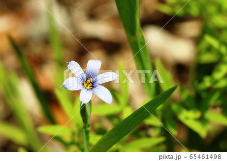 花弁の色が青い ニワゼキショウ 庭石菖 の写真素材