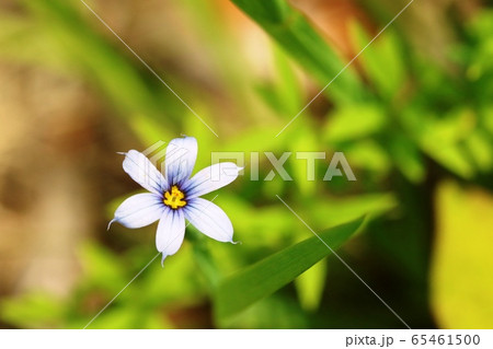 花弁の色が青い ニワゼキショウ 庭石菖 の写真素材