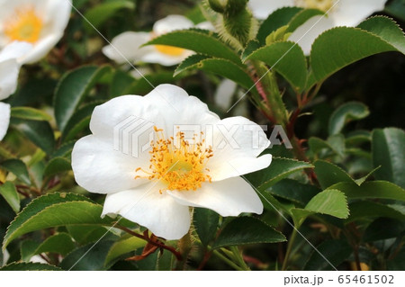 大きなノイバラ(野茨)の花 大きなノイバラ(野茨)の花 65461502