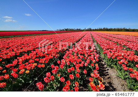 オランダのチューリップ畑 Tulip field 65461777