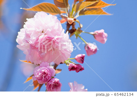 蒲生住吉池の八重桜 蒲生住吉池の八重桜 65462134