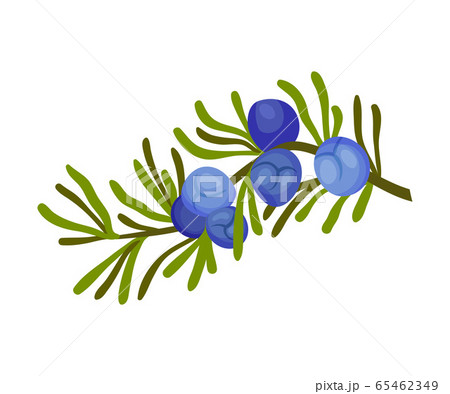 Juniper Plant with Needle Like Leaves and Blue Aromatic Seed Cones Vector Illustration 65462349
