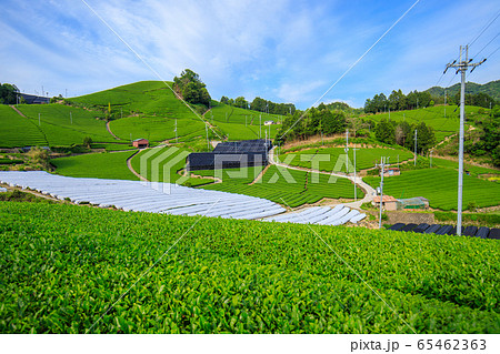 和束の茶畑 65462363