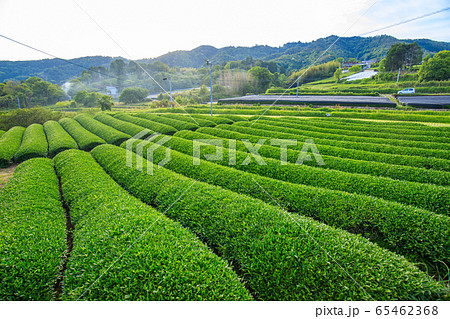 和束の茶畑 和束の茶畑 65462368