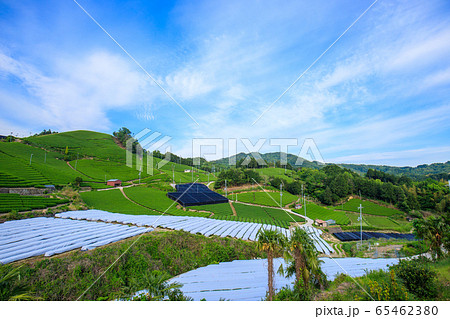 和束の茶畑 65462380