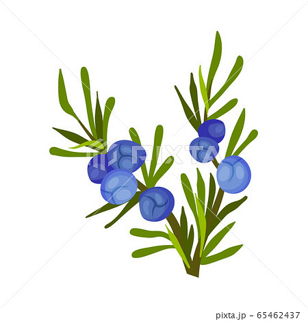 Juniper Green Branch with Needle Like Leaves and Blue Aromatic Seed Cones Vector Illustration 65462437
