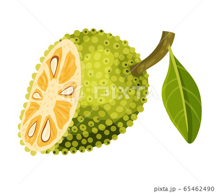 Halved Elliptical Jackfruit with Green Seed Coat and Fibrous Core Vector Illustration 65462490