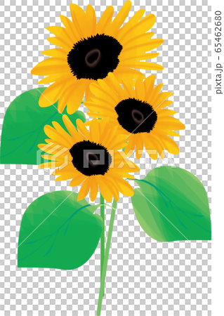 Summer sunflower Summer sunflower 65462680