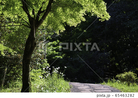 自然 自然 65463282