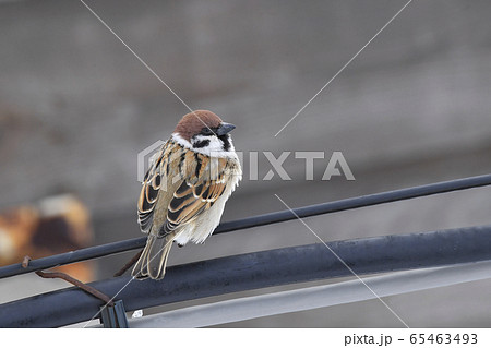 電線に止まったスズメ 65463493