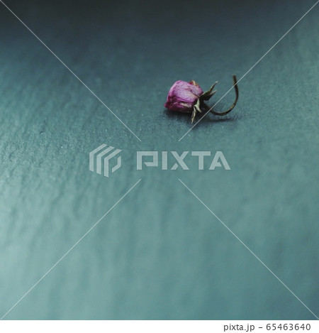 桜Gothic 桜Gothic 65463640