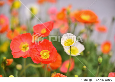 花 ケシ 屋外 65463805