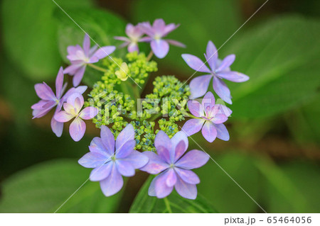 紫陽花の花 紫陽花の花 65464056
