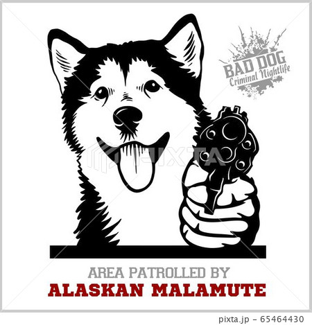 Alaskan Malamute dog with revolver gun - Alaskan Malamute gangster. Head of Funny Alaskan Malamute 65464430