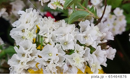 花 ホワイト 白 65464876