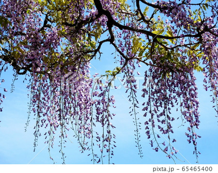 藤 フジ 紫色の花 藤 フジ 紫色の花 65465400