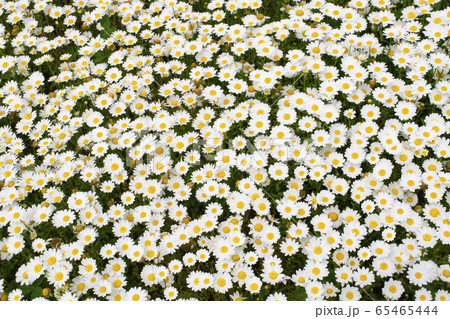 白いお花畑 65465444