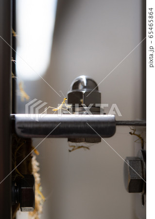 BABYカマキリ BABYカマキリ 65465864