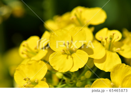 満開の菜の花 満開の菜の花 65465873